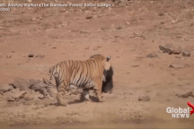 Hổ và gấu bất phân thắng bại trong trận chiến sinh tử