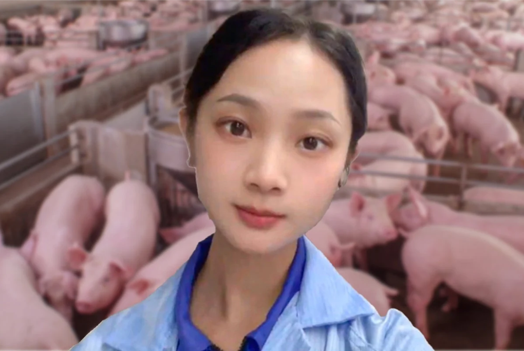 Cô gái gác bằng cử nhân về quê nuôi lợn, kiếm 253 triệu đồng/năm - 1