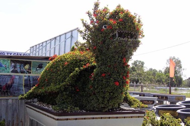 Cặp long quy từ hoa mẫu đơn giá 400 triệu ở miền Tây ngàn người mê