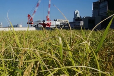 Ngạc nhiên ruộng lúa như ở làng quê trên nóc nhà cao tầng giữa  phố