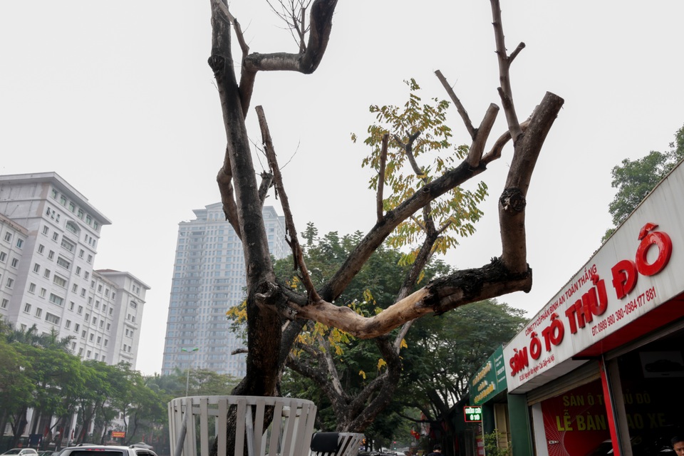 Truyền dịch giải cứu bất thành, hàng chục cây sưa đỏ chết khô ở Hà Nội - 3 Truyền dịch giải cứu bất thành, hàng chục cây sưa đỏ chết khô ở Hà Nội - 3
