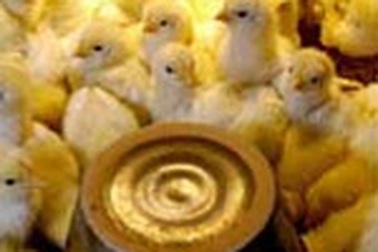12 nghề lạ lùng nhất quả đất