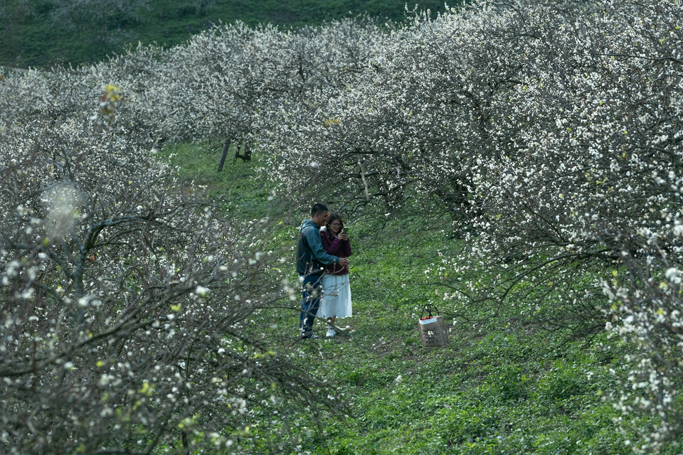 Đẹp quên lối mùa hoa mận nở trắng trời cao nguyên Mộc Châu - 3 Đẹp quên lối mùa hoa mận nở trắng trời cao nguyên Mộc Châu - 3