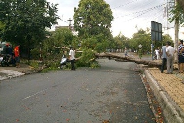 Gặp họa “từ trên trời rơi xuống” trong cơn giông
