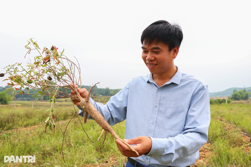Máu liều của cử nhân lịch sử với sâm tiến vua mang về hơn nửa tỷ đồng/năm - 7 Máu liều của cử nhân lịch sử với sâm tiến vua mang về hơn nửa tỷ đồng/năm - 7