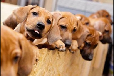 Chó đẻ 17 con một lứa