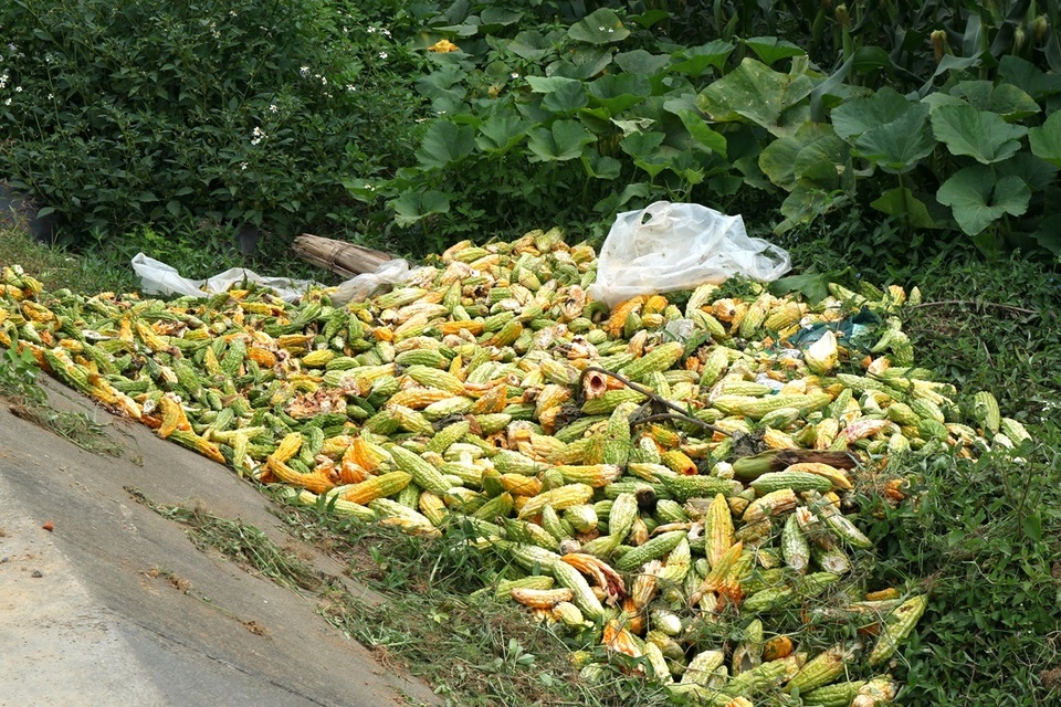 Sau Tết, rau củ rớt giá thảm hại, nông dân đỏ mắt ngóng thương lái - 5