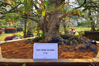 “Cụ” mai vàng 99 năm tuổi được chào giá 2 tỉ đồng