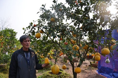 Lão nông không bằng cấp và vườn cây 7 quả “độc nhất” Hà Nội