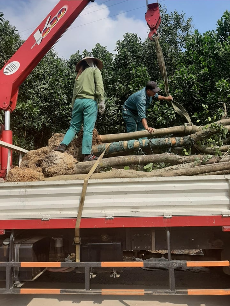 Hàng cây hoa ban tiền tỉ vô chủ: Sắp lộ diện người trồng? - 4 Hàng cây hoa ban tiền tỉ vô chủ: Sắp lộ diện người trồng? - 4