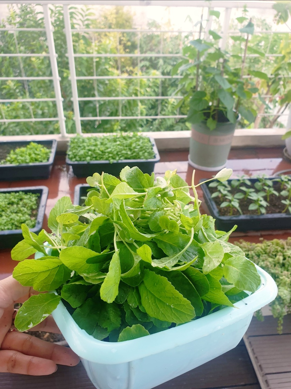 Cô gái Phú Thọ rèn tính kiên nhẫn nhờ làm vườn, trồng rau trên sân thượng - 9 Cô gái Phú Thọ rèn tính kiên nhẫn nhờ làm vườn, trồng rau trên sân thượng - 9