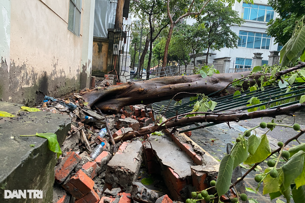 Mưa lớn trong đêm ở Hà Nội: Cây to bật gốc đè vào nhà dân trên phố cổ - 7 Mưa lớn trong đêm ở Hà Nội: Cây to bật gốc đè vào nhà dân trên phố cổ - 7
