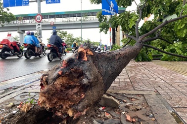 Cây xanh ở TPHCM bật gốc do ảnh hưởng bởi bão Talim
