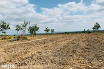 Được giao bảo vệ rừng, doanh nghiệp... để mất rừng tràn lan