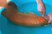 Nghề phẫu thuật thẩm mỹ cho... cá: Sơ sẩy là mất tiền tỷ!