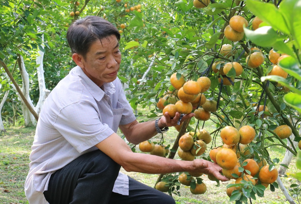 Lần đầu tổ chức lễ hội loại quả chín vàng ươm, Tết ai cũng mê - 2 Lần đầu tổ chức lễ hội loại quả chín vàng ươm, Tết ai cũng mê - 2