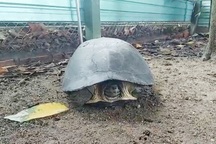 Chạy xe máy trong đêm, cô gái bắt được rùa quý hiếm nặng 8kg ở TPHCM