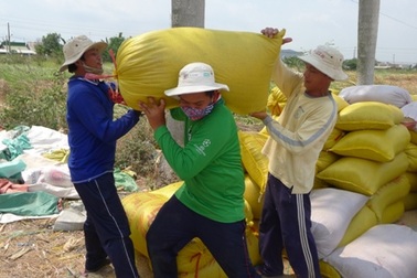 Khổ sở vì... giá lúa 