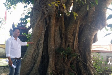 Cây đa cổ thụ được công nhận cây di tích văn hóa Việt Nam
