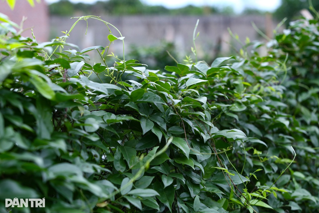 Nhặt thần dược trên núi về trồng, lão nông thu gần 1 tỷ mỗi năm - 1 Nhặt thần dược trên núi về trồng, lão nông thu gần 1 tỷ mỗi năm - 1