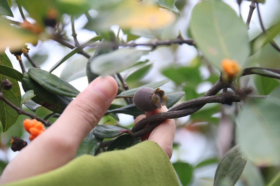 Hà Tĩnh: Người dân đổ xô đi hái sim, bỏ túi vài trăm nghìn đồng/ngày - 3 Hà Tĩnh: Người dân đổ xô đi hái sim, bỏ túi vài trăm nghìn đồng/ngày - 3