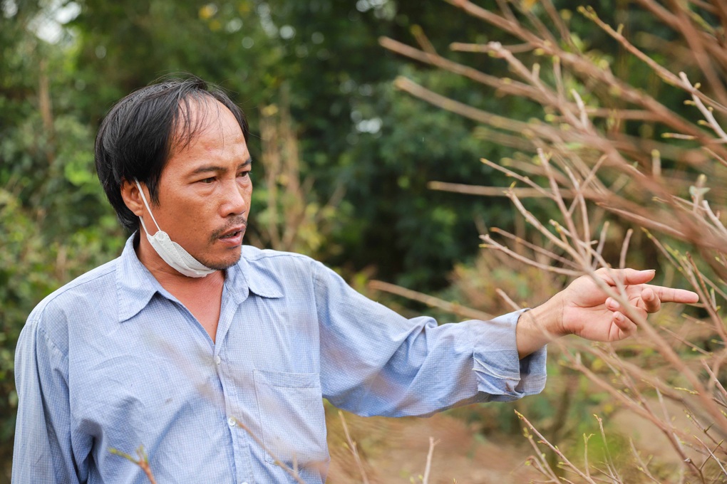 Chủ vườn mai dài cổ chờ thương lái, nguy cơ lỗ 5 tỷ đồng - 2 Chủ vườn mai dài cổ chờ thương lái, nguy cơ lỗ 5 tỷ đồng - 2