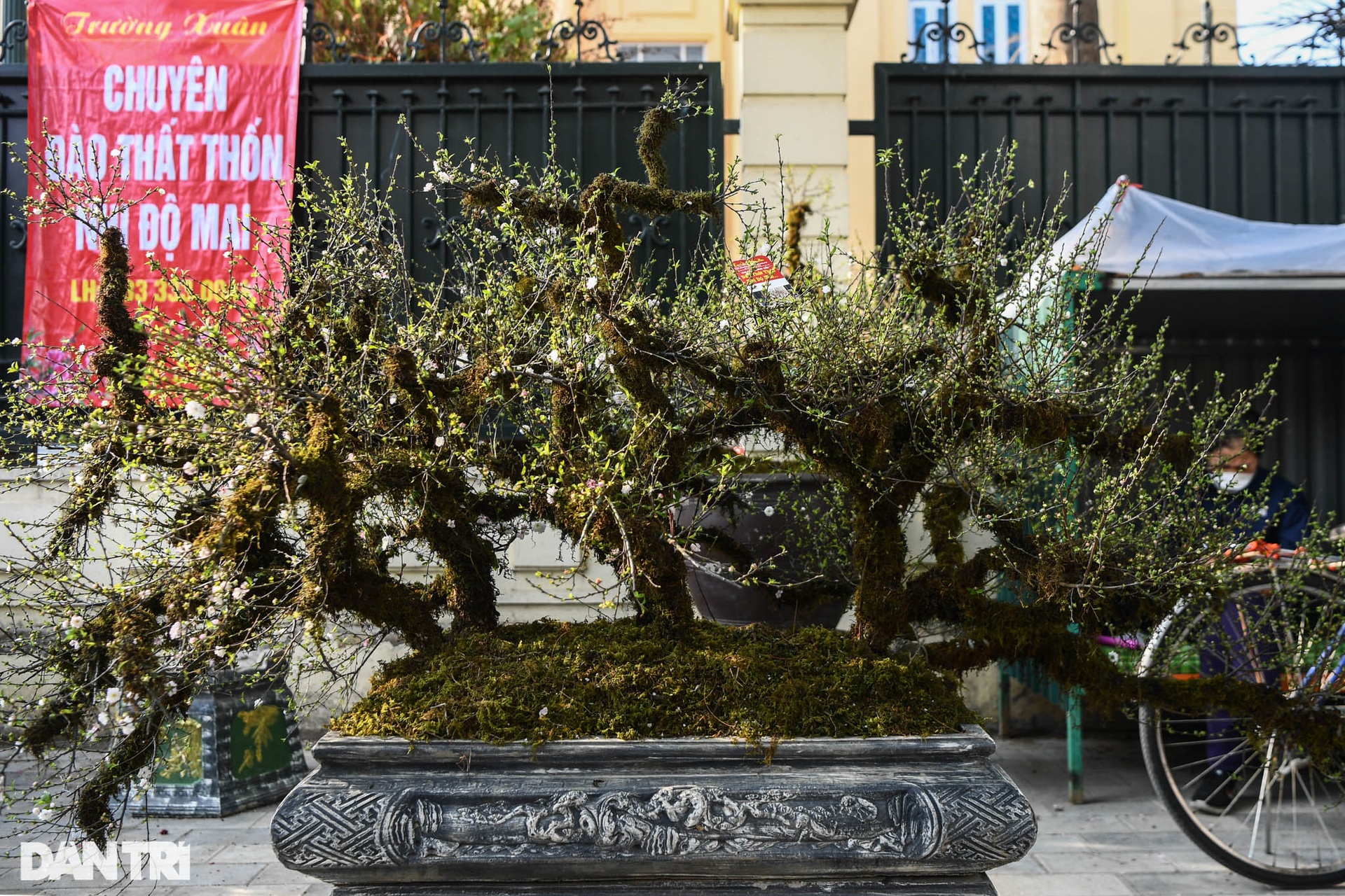 Nhất chi mai 300 triệu đồng bày bán vỉa hè chờ thượng đế rước về chơi Tết - 14