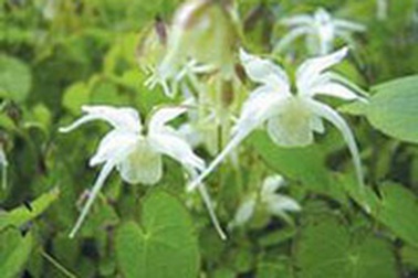 Bào chế Viagra từ dâm dương hoắc