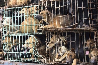 Buôn lậu chó vào Việt Nam: Nghề mới cho "mafia"