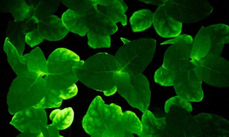 Các nhà khoa học tạo ra cây phát sáng nhờ gene của nấm - 1 Các nhà khoa học tạo ra cây phát sáng nhờ gene của nấm - 1