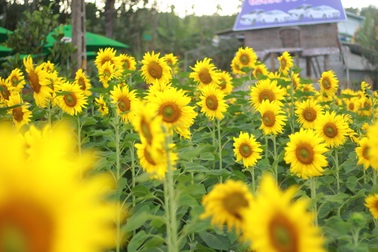 Mãn nhãn với vườn “hoa mặt trời” trên Cao Nguyên