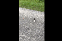 Chàng trai giải cứu mèo con bị bỏ rơi và cái kết bất ngờ