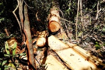 Vụ phá rừng pơmu biên giới Việt – Lào: Chuyển công tác Chi Cục trưởng Hải quan