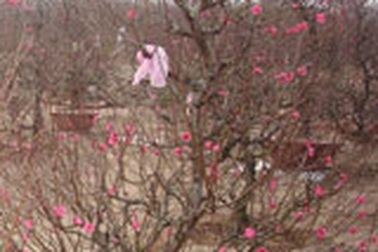 Đào Nhật Tân khóc, quất Tứ Liên cười