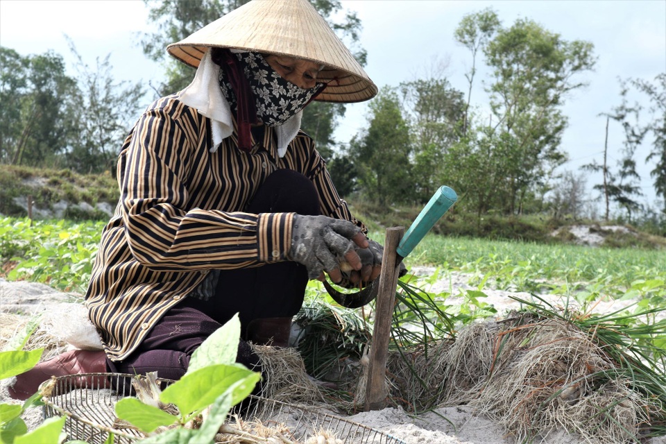 Giá cả bấp bênh, nông dân vùng trồng kiệu Quảng Nam lo mất Tết - 3 Giá cả bấp bênh, nông dân vùng trồng kiệu Quảng Nam lo mất Tết - 3
