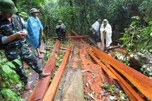 Vụ phá rừng phòng hộ tại Quảng Bình: Gần 100m3 gỗ bị đốn hạ