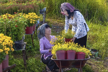 Chuẩn bị đưa hoa ra chợ Tết…