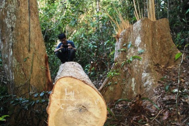 Vụ 23 cây dổi lâu năm bị đốn hạ: Không nghĩ lâm tặc phá rừng ở khu vực hiểm trở?!