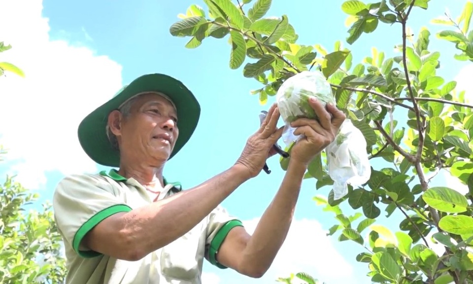 Bén duyên với ổi khổng lồ, lão nông kiếm hàng trăm triệu đồng/năm - 2 Bén duyên với ổi khổng lồ, lão nông kiếm hàng trăm triệu đồng/năm - 2