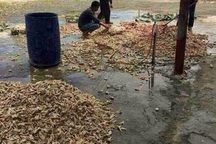 Chết khiếp đống chân gà thối đóng container xuất khẩu