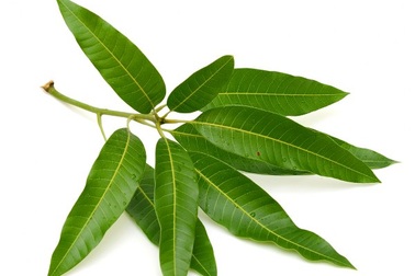 Bất ngờ với những lợi ích sức khỏe của lá xoài