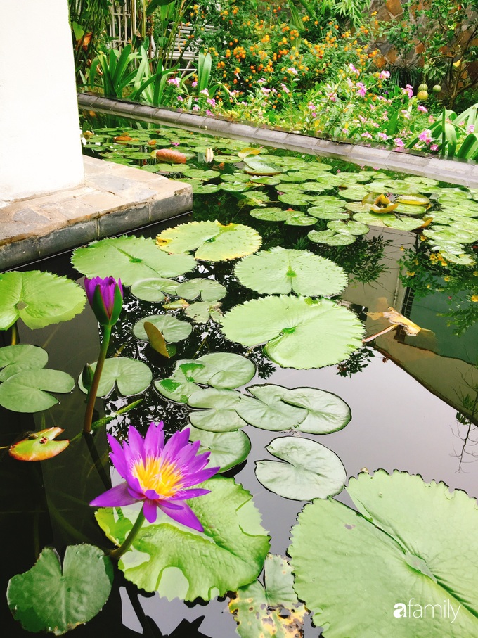 Vườn cây và hoa rực rỡ níu những bình yên ở ngoại ô Hà Nội giúp gia đình trẻ tránh xa ồn ào của phố thị - Ảnh 8. Vườn cây và hoa rực rỡ níu những bình yên ở ngoại ô Hà Nội giúp gia đình trẻ tránh xa ồn ào của phố thị - Ảnh 8.
