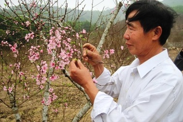 Lão nông tự tay chặt bỏ gần chục hecta xoài để trồng đào