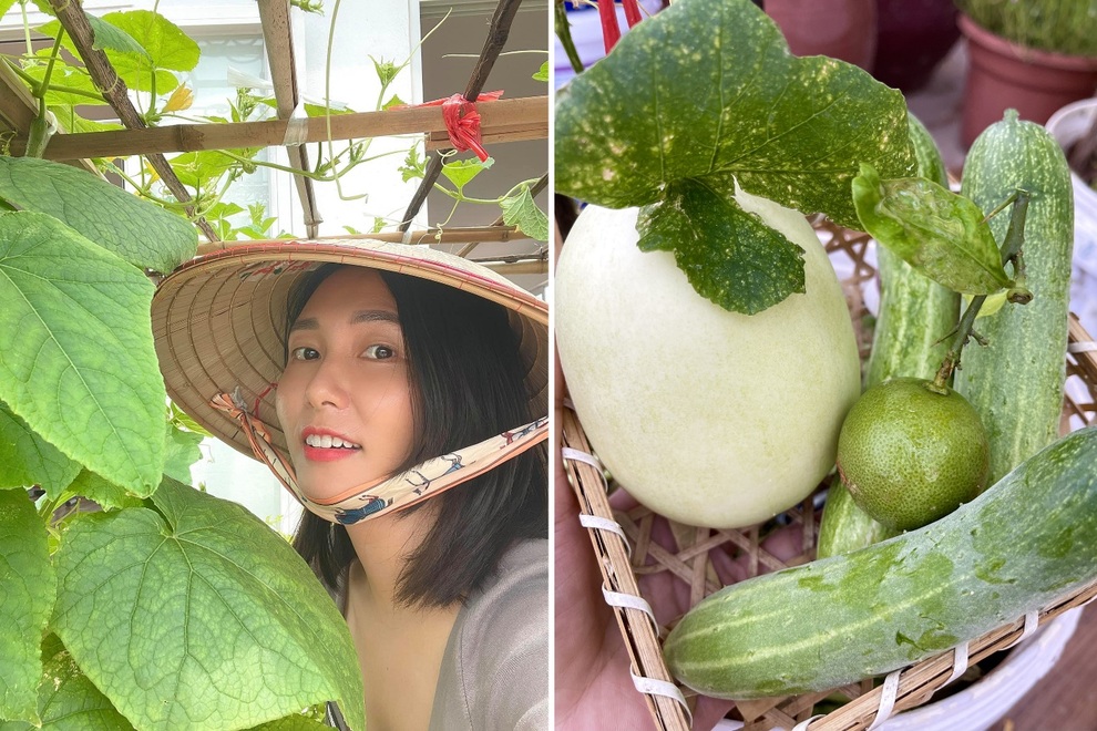 Vợ chồng Hà Nội vác 100 bao đất lên sân thượng, làm vườn hữu cơ xanh mướt - 3 Vợ chồng Hà Nội vác 100 bao đất lên sân thượng, làm vườn hữu cơ xanh mướt - 3