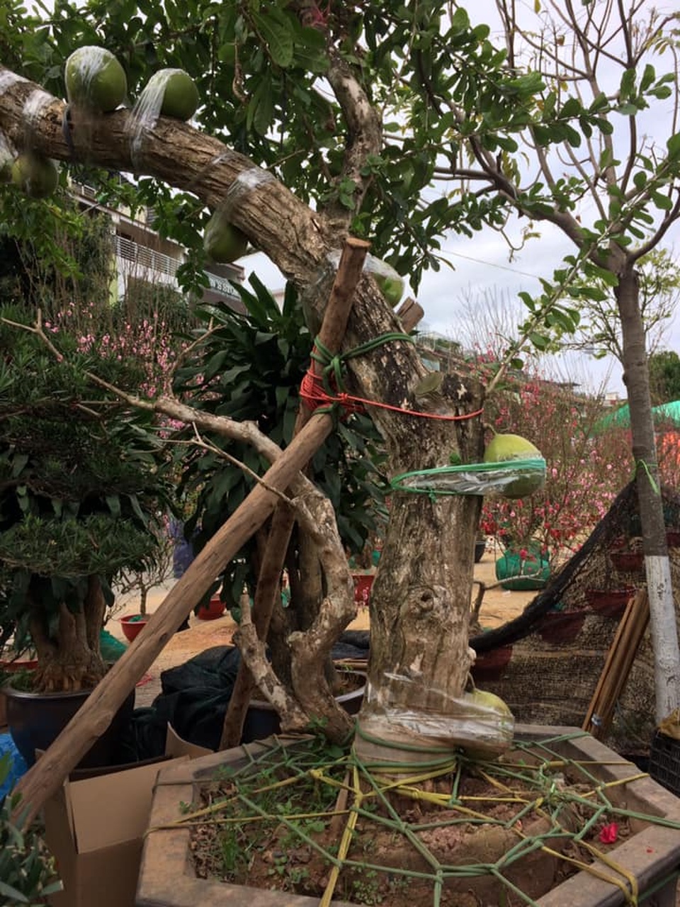 Đào tiên đại thụ khách trả 100 triệu đồng chủ chưa bán - 3 Đào tiên đại thụ khách trả 100 triệu đồng chủ chưa bán - 3