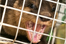 Khởi tố người phụ nữ buôn bán cá thể rái cá vuốt bé quý hiếm