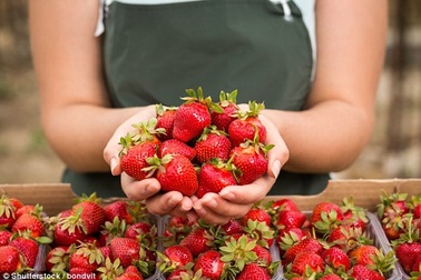 Hướng dẫn mới nhất trong chăm sóc trẻ ung thư: Hãy cho ăn dâu tây