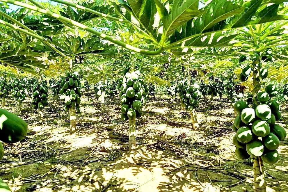 Bà con ở đâu ở yên đó, tiêu thụ nông sản đã có chúng tôi lo - 1 Bà con ở đâu ở yên đó, tiêu thụ nông sản đã có chúng tôi lo - 1