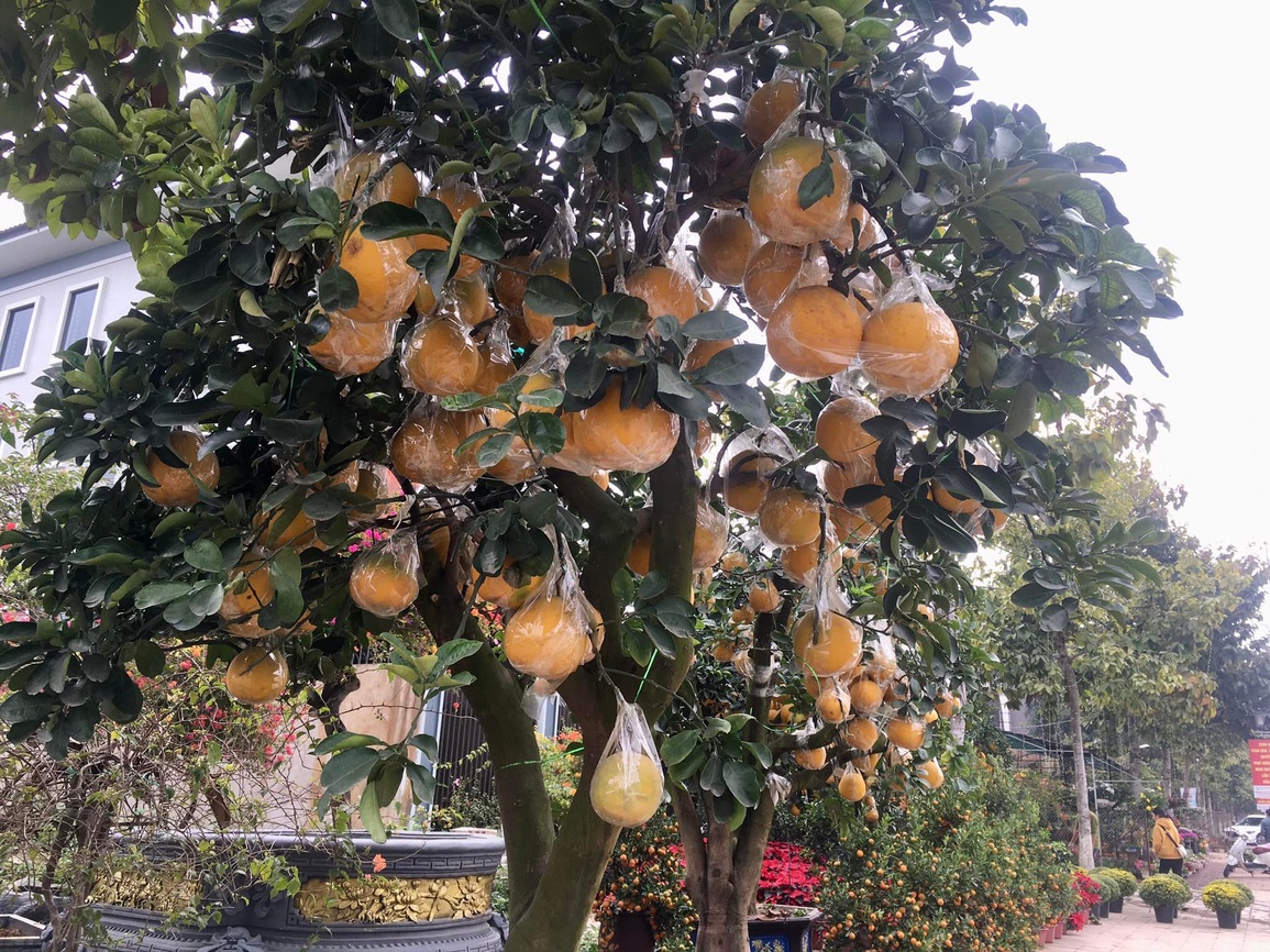 Bưởi cảnh lúc lỉu quả, Bưởi cảnh lúc lỉu quả,