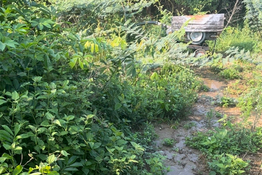 Xả thải ra môi trường, chủ trại lợn ở Đắk Nông bị phạt gần 500 triệu đồng